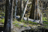 Wakulla Springs State Park, FL-04.jpg