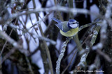 Blue Tit