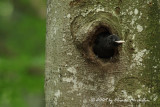 Young femele Woodpecker