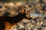 Roe Deer