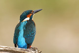 Common Kingfisher