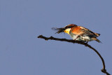 European Bee eater