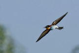 European Bee eater