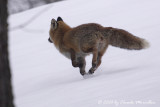 Fox crossing