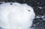Arctic  hare