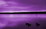 DSC_0002  PURPLE HAZE.jpg