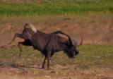 Black Wildebeest Frolic