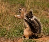 Ground Squirrel