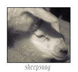 Sheepsnog