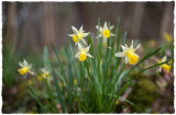 Daffs in the wind, Kempley