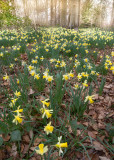 More Kempley daffs