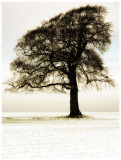 A46 snowtree, sepia