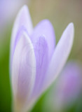 crocus with nifty-fifty(3)