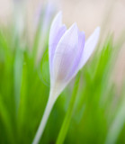 crocus with nifty-fifty(4)