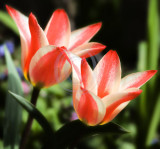Raspberry ripple tulips