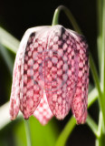 Fritillaria Meleagris(Snakeshead Fritillary)(2)