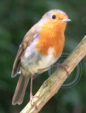Robin