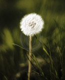 Dandelion clock ready to chime...