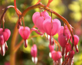 Dicentra Spectabilis(Bleeding Hearts)