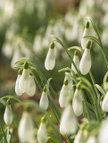 Snowdrops