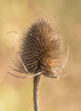 Teasel