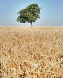 Ripe for the Harvest
