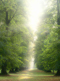 Lime Tree Avenue, Westonbirt, Glos.