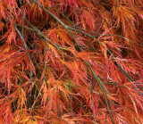 Acer Japonica