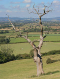 The Horse-Tree, Frocester, Glos.