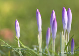 Spring crocuses