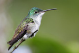 Andean Emerald