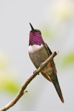 Purple-throated Woodstar