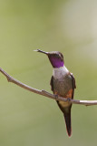 Purple-throated Woodstar