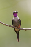 Purple-throated Woodstar