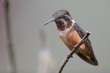 Purple-throated Woodstar