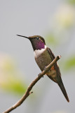 Purple-throated Woodstar