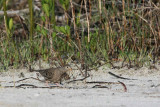 Common Ground Dove