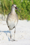 Willet