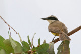 Great Kiskadee