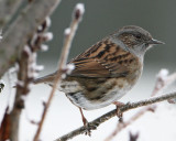 Dunnock