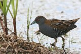 Baillons Crake