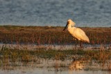 Spoonbill