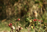 Whinchat