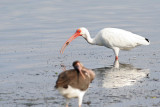 White Ibis