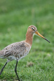 Black-tailed Godwit