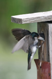 Tree Swallow