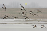 Eurasian Wigeon