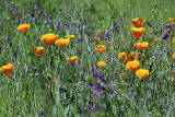 Poppies and silver bush lupines mingle