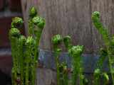 Fiddlehead