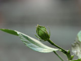 Aphids on hibiscus bud